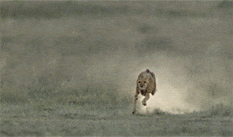 cheetah uses its tail