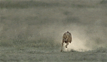 Cheetah menangkap mangsa