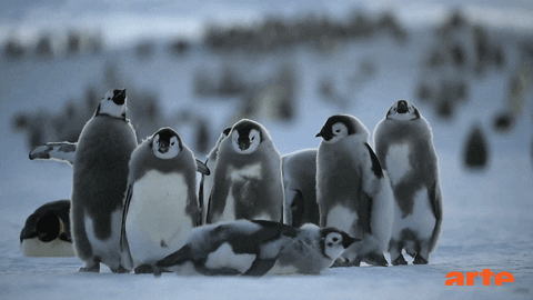 https://media.giphy.com/media/26xBKWZN2tKLjTXHi/giphy.gif