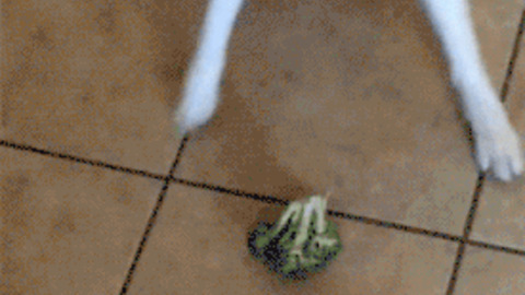 Dog Vs Broccoli