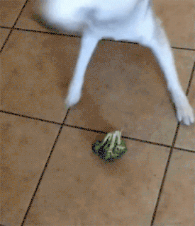 Dog Vs Broccoli in funny gifs