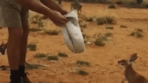 Kangaroo Pouch best Gif