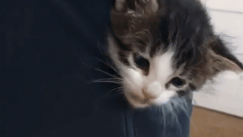 Kitty Pocket best Gif