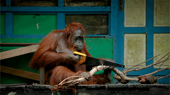 ThirteenWNET animals nature cute animals orangutan