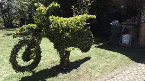 giphy.gif
