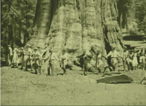 Sequoia National Park Vintage GIF by US National Archives
