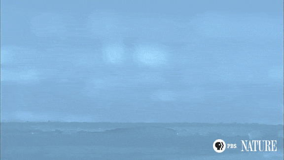 source.gif