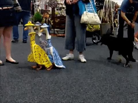 imagenes gif,imagenes graciosas, las mejores imagenes, imagenes graciosas, chistes, risas