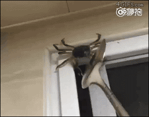 Crab Fights Back in animals gifs