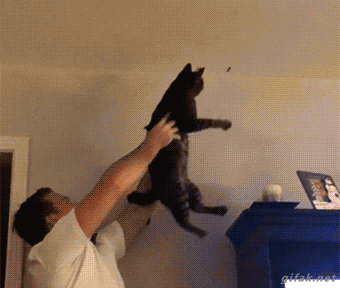 Fly Catcher Cat in animals gifs