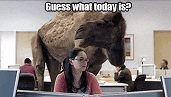 Image result for its hump day gif