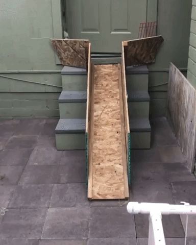 giphy.gif