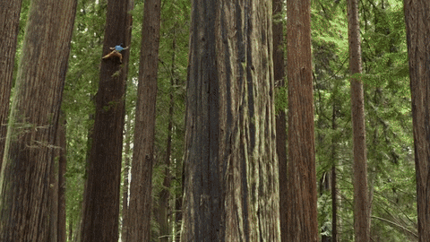 tree climbing level expert