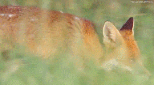 Red Fox GIF - Find & Share on GIPHY