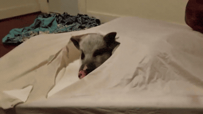 https://media.giphy.com/media/28kOAXDWwhxk4jqEax/giphy-downsized-large.gif