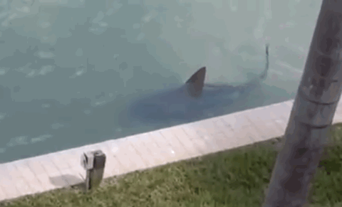 Shark Attack GIF - Find & Share on GIPHY