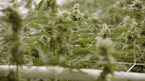 Weed Marijuana GIF by MOST EXPENSIVEST - Find & Share on GIPHY