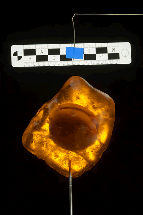 Fossil GIFs Find & Share on GIPHY