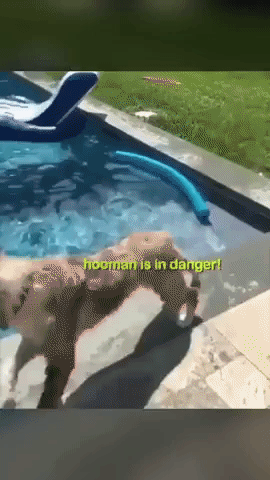 Dog rescue hooman in funny gifs