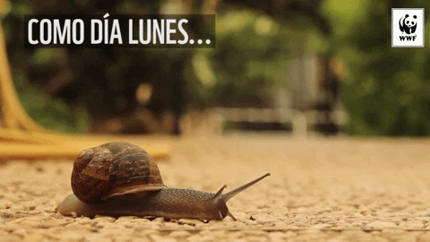 Chile Wwf GIF - Find & Share on GIPHY