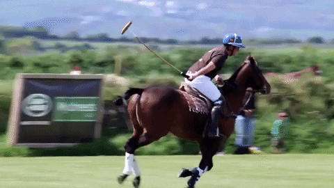 Triskelion Polo Club GIF - Find & Share on GIPHY
