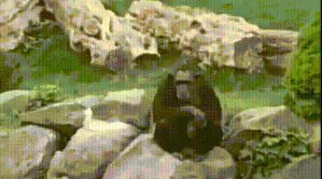  chimpanzee GIF Chimpancé