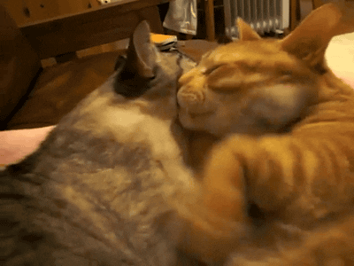 Playful or Angry: Why Do Cats Headbutt? (Video)