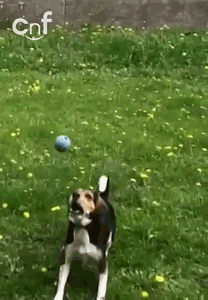 Dogs Fetch Ball, One Dog Falls Frustrated