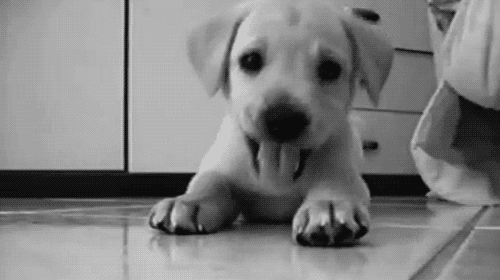 [Gif description: a puppy pawing at the camera] via Giphy