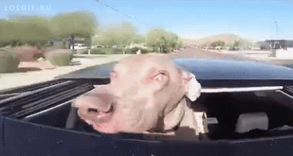 Dog Smiling in funny gifs