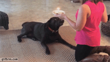 "Happy Cakeday!", "That ain't no cake!" Dog, probably