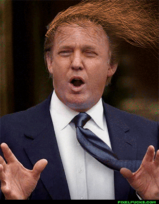 Donald Trump Wind GIF