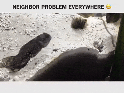 Neighbour problem in funny gifs