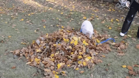 leaves pile
