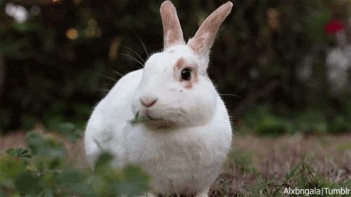 Bunny Rabbit Gif Bunny Rabbit Chewing Discover Share - vrogue.co