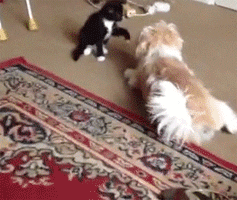 Cat Dog GIF - Find & Share on GIPHY