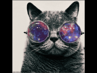 Cat With Glasses GIFs - Find & Share on GIPHY