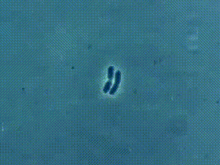 Mitosis Science Gif GIF - Find & Share on GIPHY