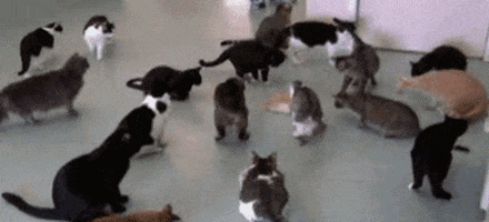 Cats Dance Gif Cats Dance Discover Share Gifs Vrogue Co