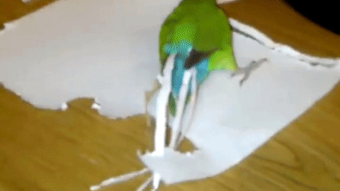 Parrot Looking For White Feathers best Gif