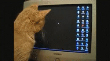 gatito viendo la flecha del cursor en una computadora