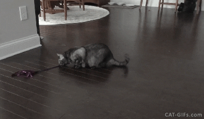 cat toy gif find share on giphy