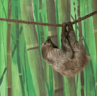Sloth is too slow that monkey easily steal his food in funny gifs