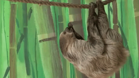 Sloth is too slow that monkey easily steal his food