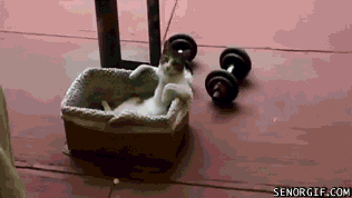 Cat Workout GIF - Find & Share on GIPHY
