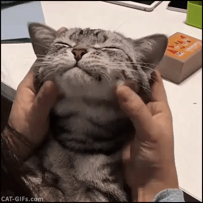 squishy cat face