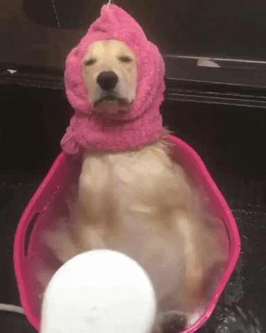 Cachorro tomando banho nos dias quentes em uma banheira rosa e com uma toalha rosa na cabeça