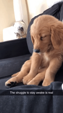 Tired Dog GIF - Find & Share on GIPHY