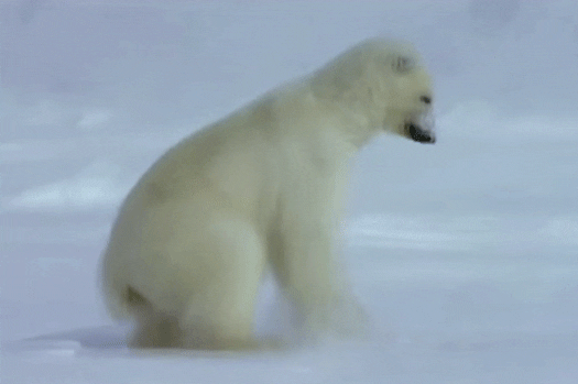 Polar Bear Find And Share On Giphy