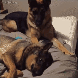 German Shepherd waking up his brother